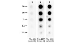 fHbp Mouse anti-Bacteria, Clone: JAR 13, MilliporeSigma 25 &mu;g | Buy Online | MilliporeSigma | Fisher Scientific